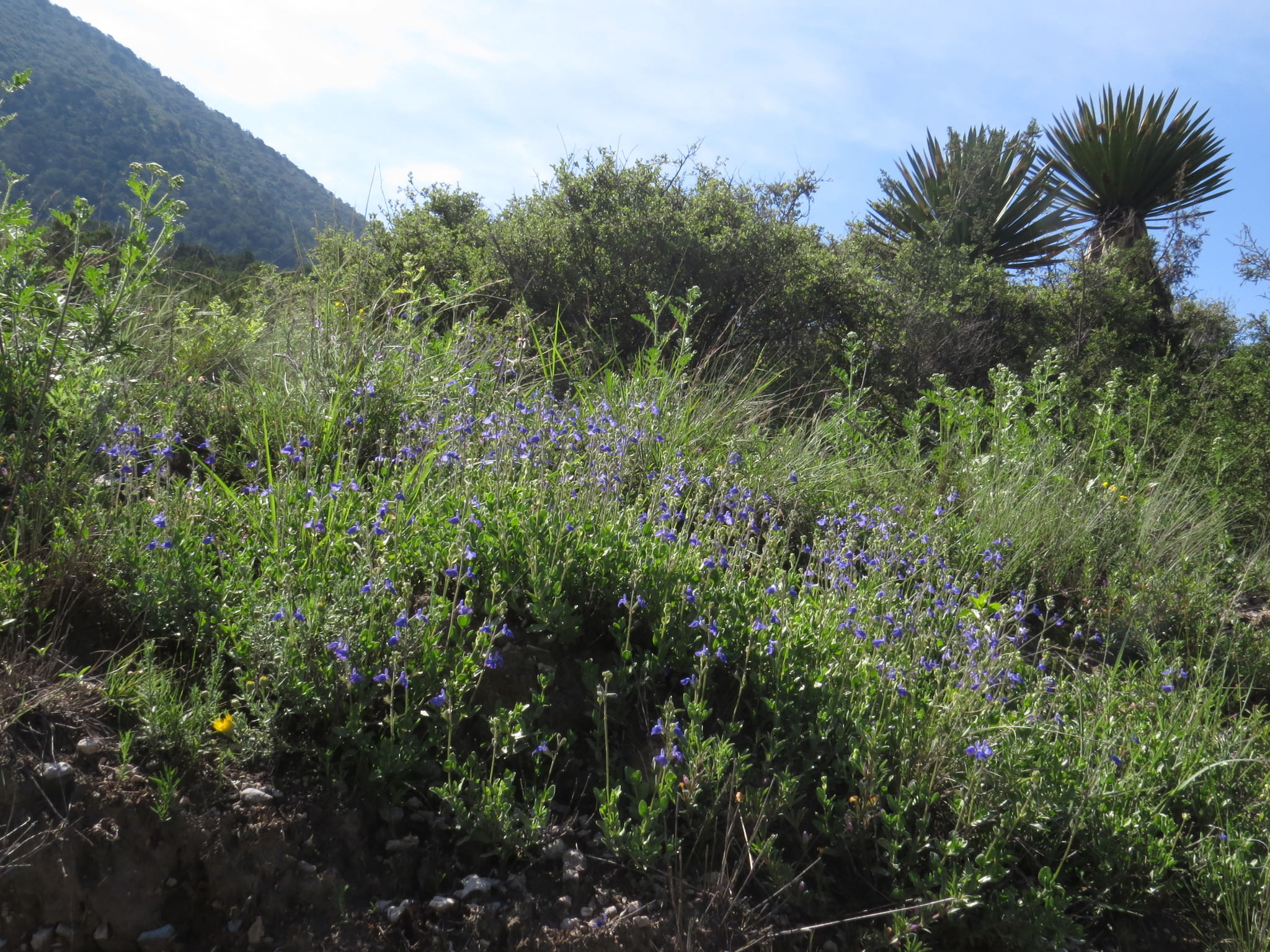 Salvia coahuilensis